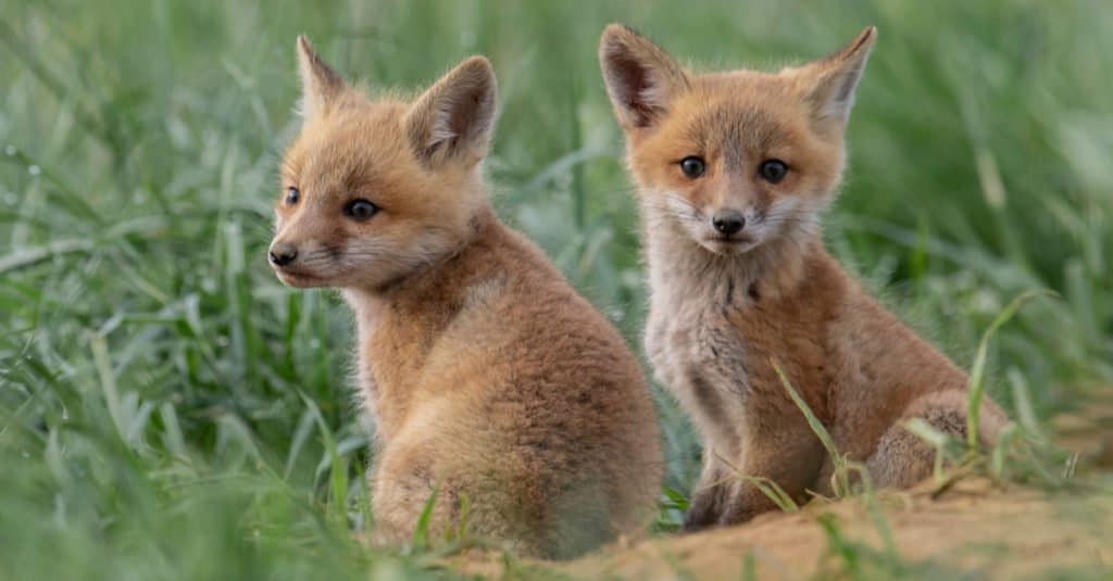 cuccioli di volpe rossa