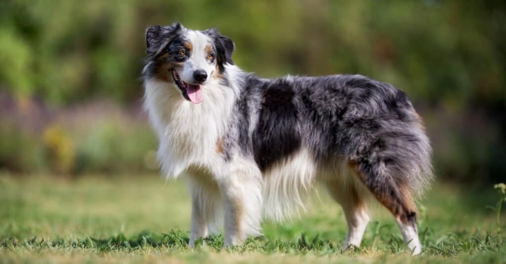 Tipi di cani heeler - Border Collie