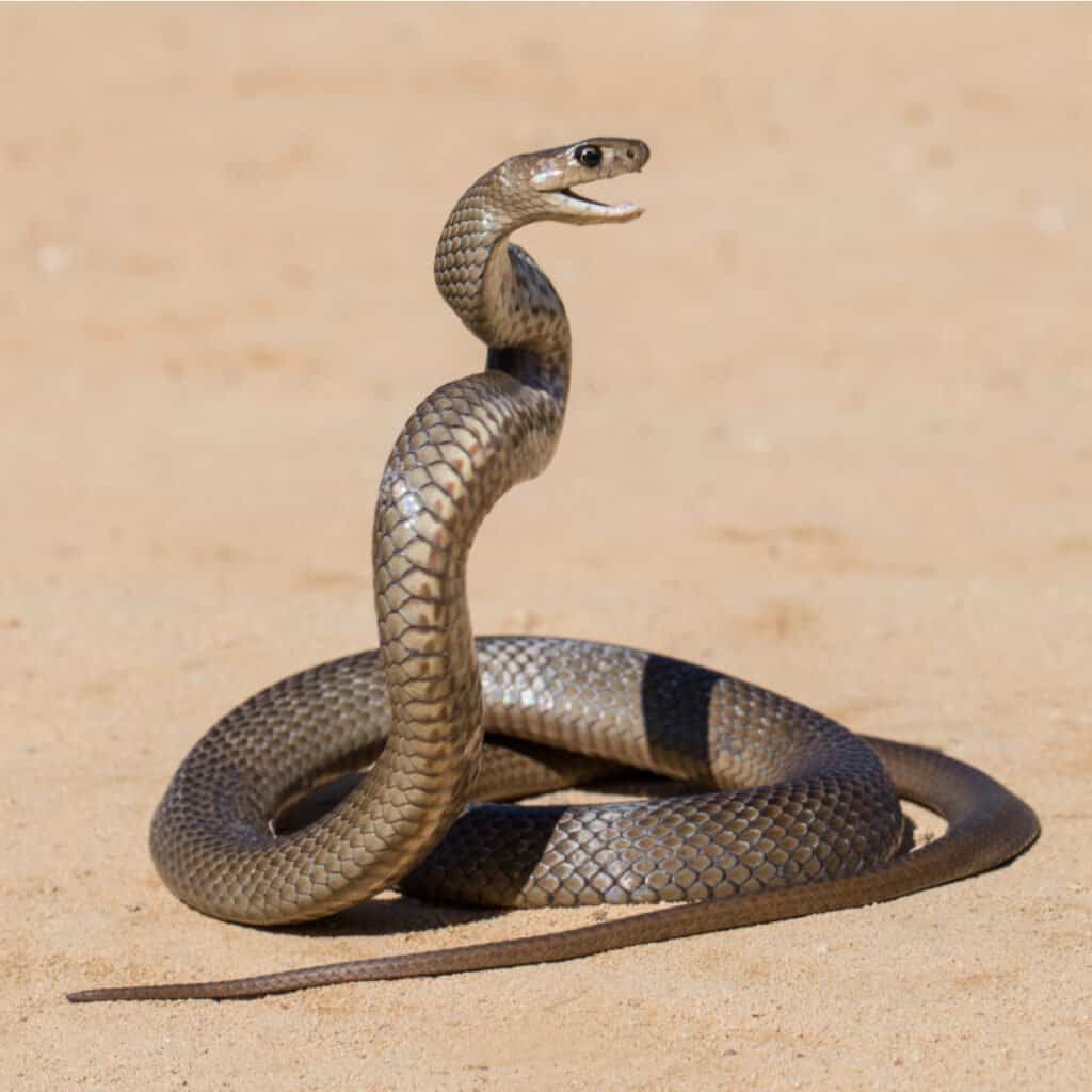 Un serpente marrone orientale, arrotolato per un colpo