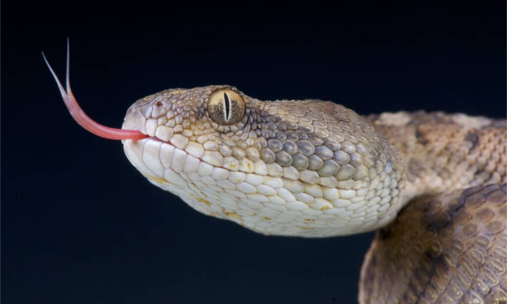 Vipera segata / Echis omanensis