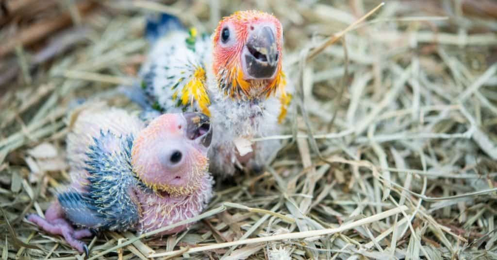 Due bellissimi Baby Scarlet Macaws nel nido.