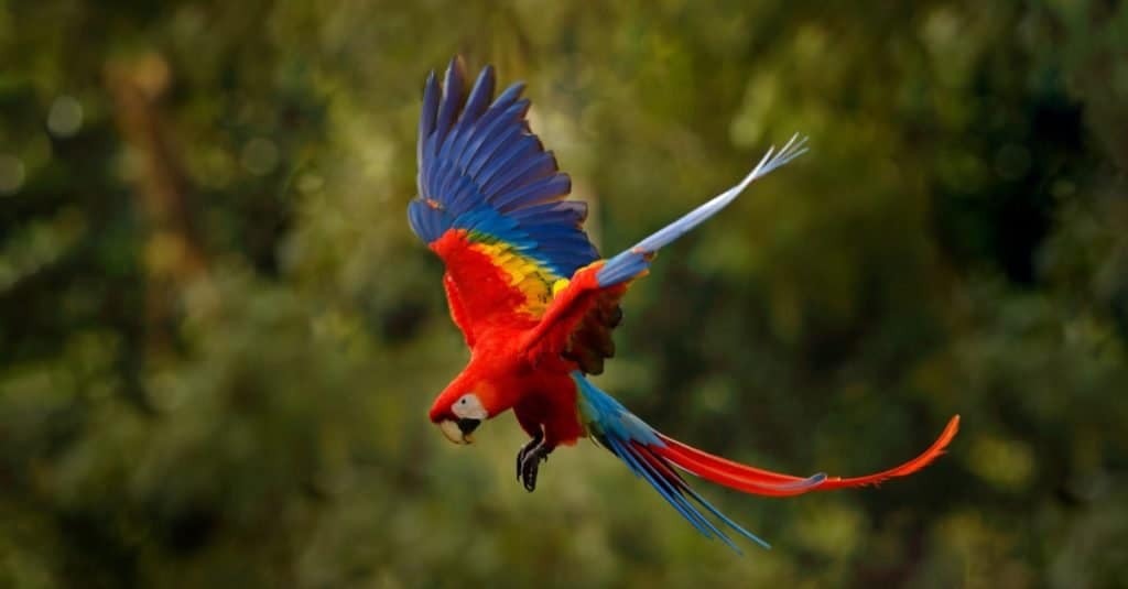Animali più colorati: Ara scarlatta