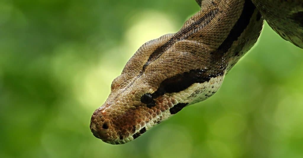 I Boa Constrictor respirano mentre schiacciano la preda