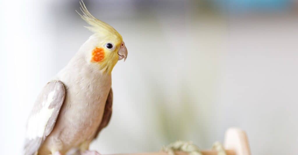 cockatiel bianco e giallo con sfondo sfocato