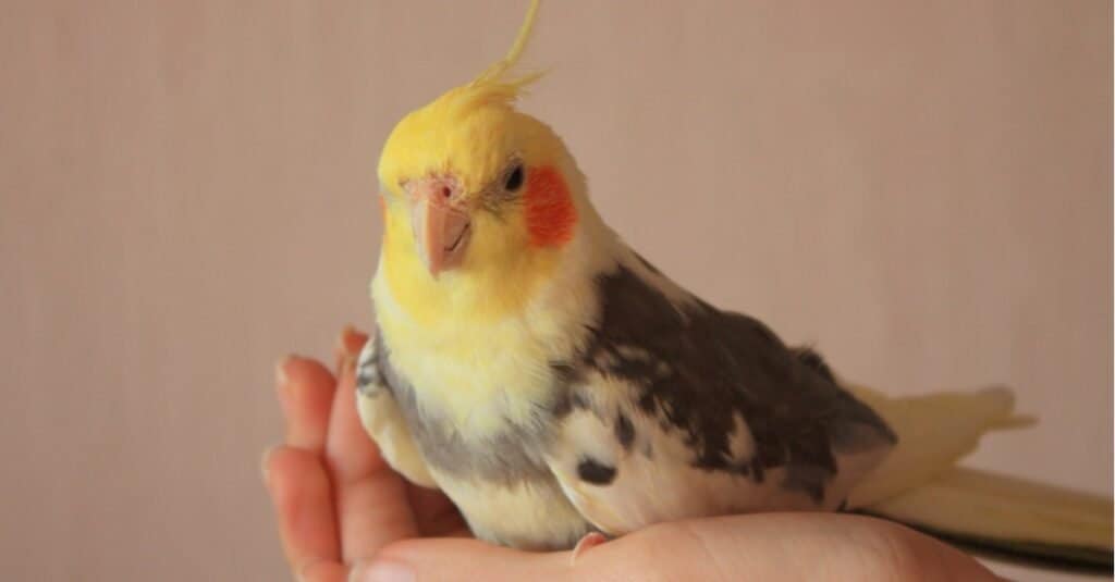 Pet giallo Cockatiel seduto su una mano umana.