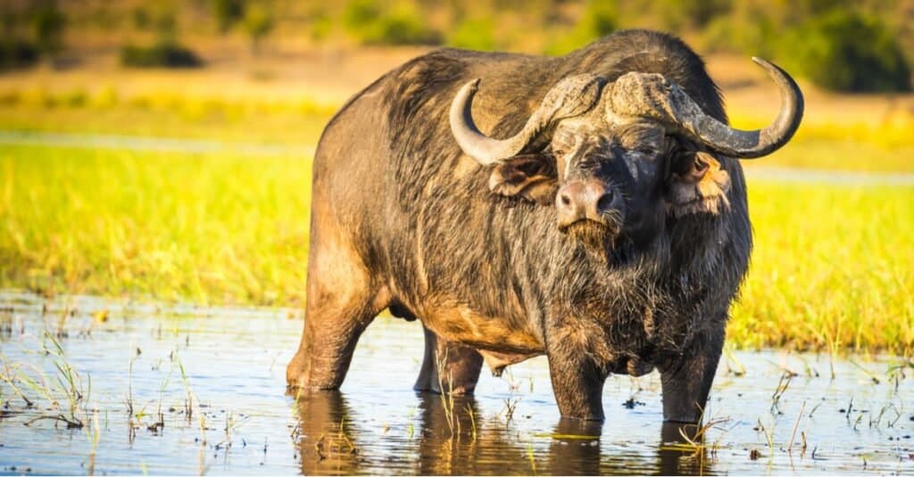 Animali da safari DA VEDERE: Cape Buffalo