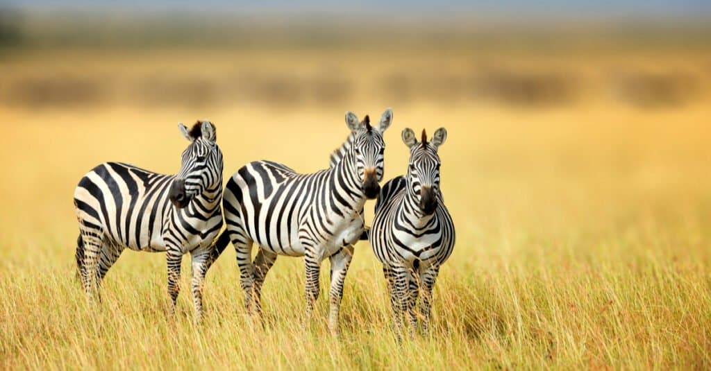 Gruppi di animali – Lo zelo delle zebre