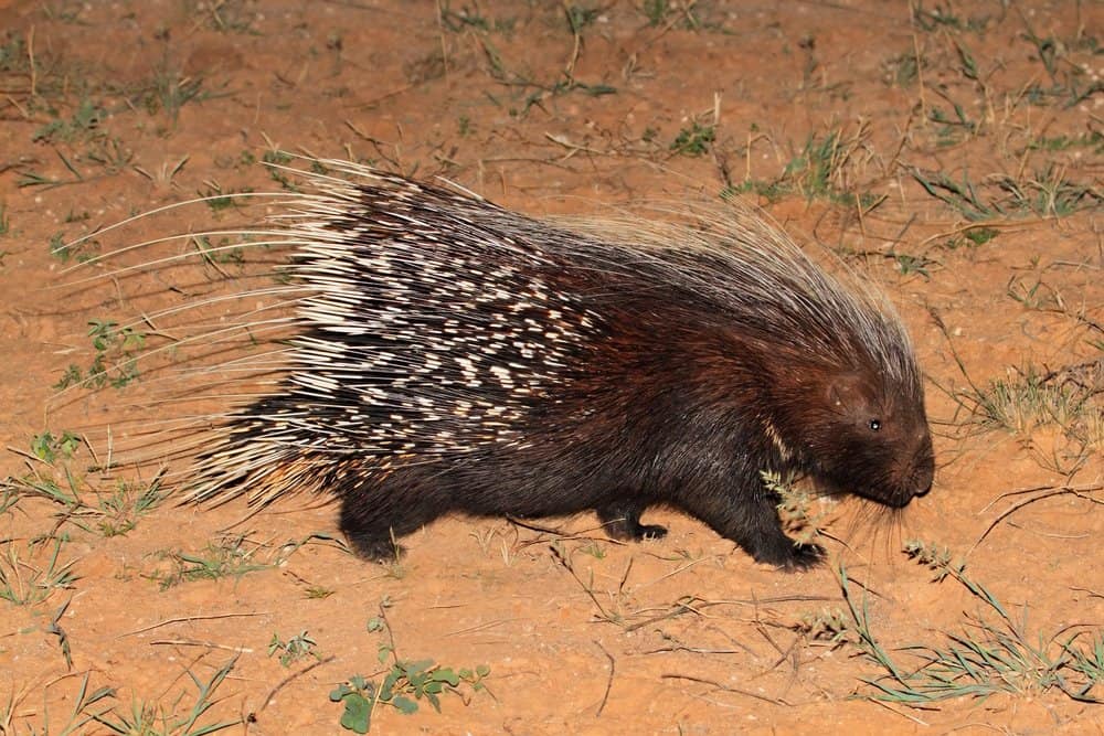 Istrice (Erethizon Dorsaum) - camminando nella terra