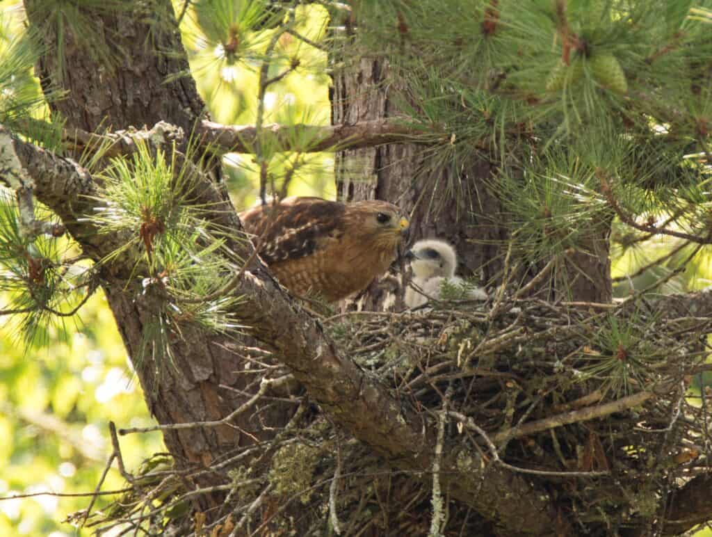 Falco dalle spalle rosse e bambino nel nido nell'albero