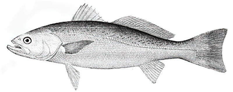 Pesce debole
