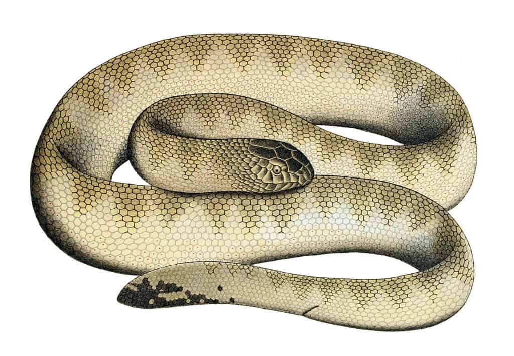 Il serpente di mare di Hardwicke