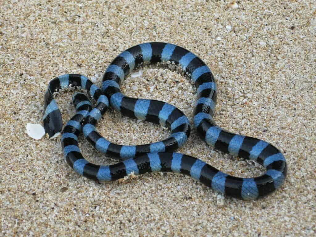 Laticauda laticaudata Serpente di mare fasciato blu