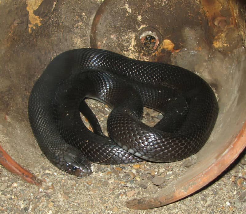 Serpente nero del deserto