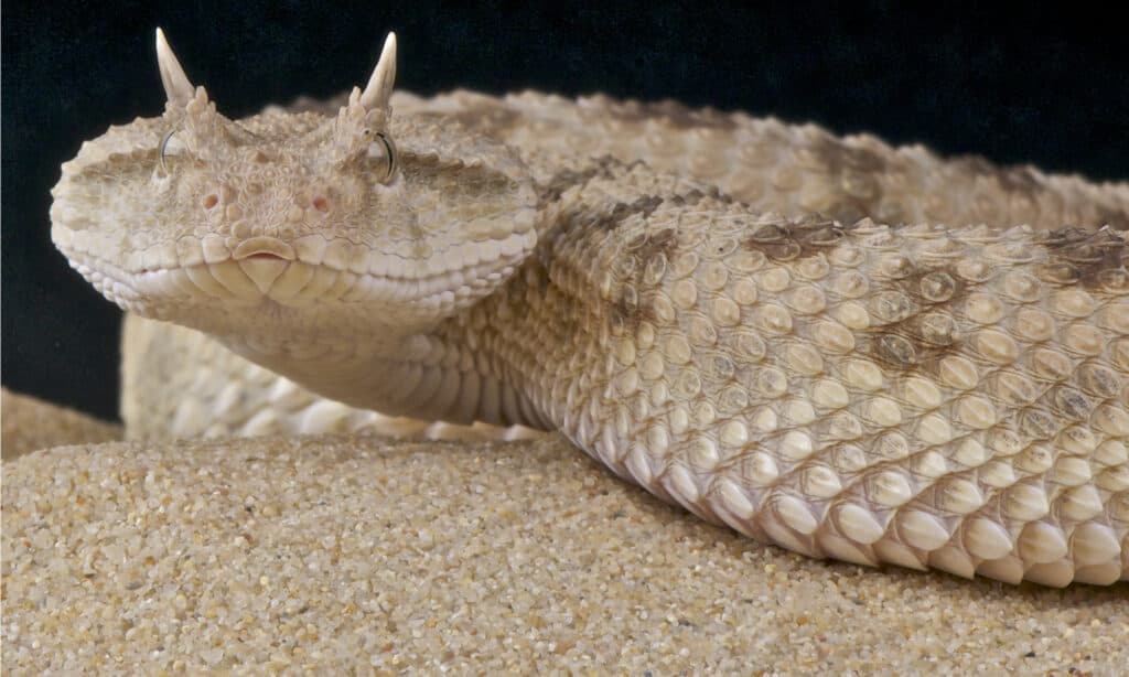 vipera cornuta del Sahara