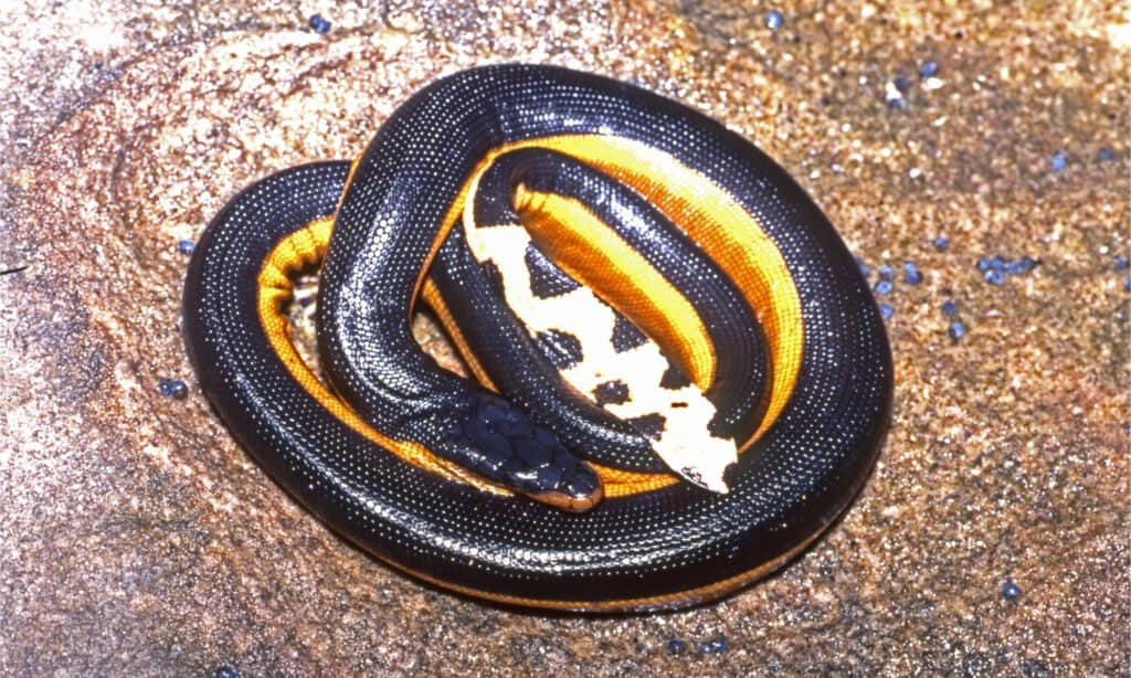Scopri i 2 serpenti marini che vivono più vicino alle spiagge degli Stati Uniti