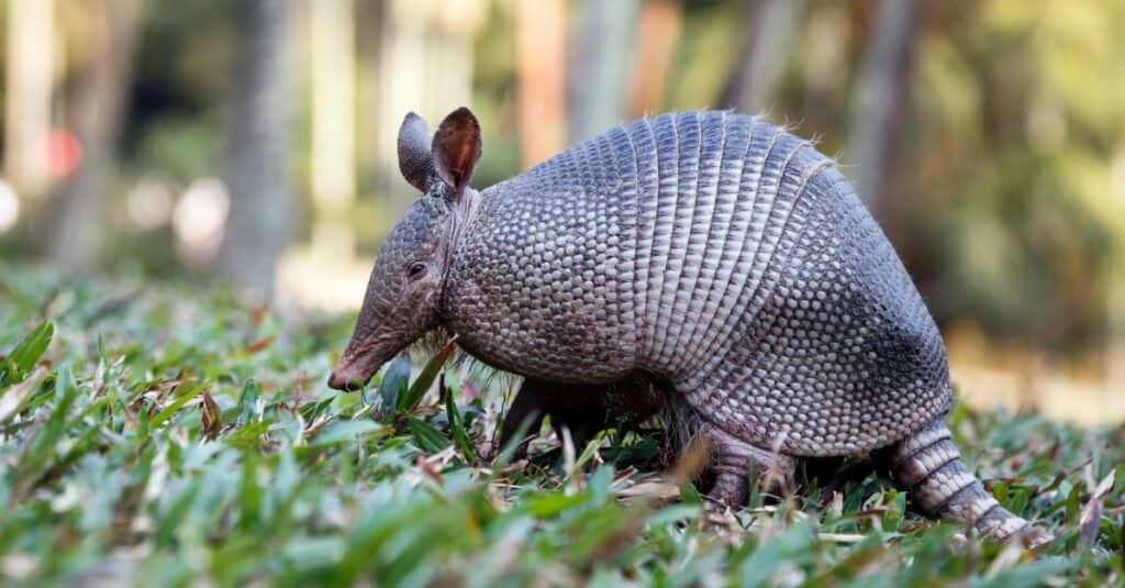 I 10 migliori animali che hanno conchiglie - armadillo