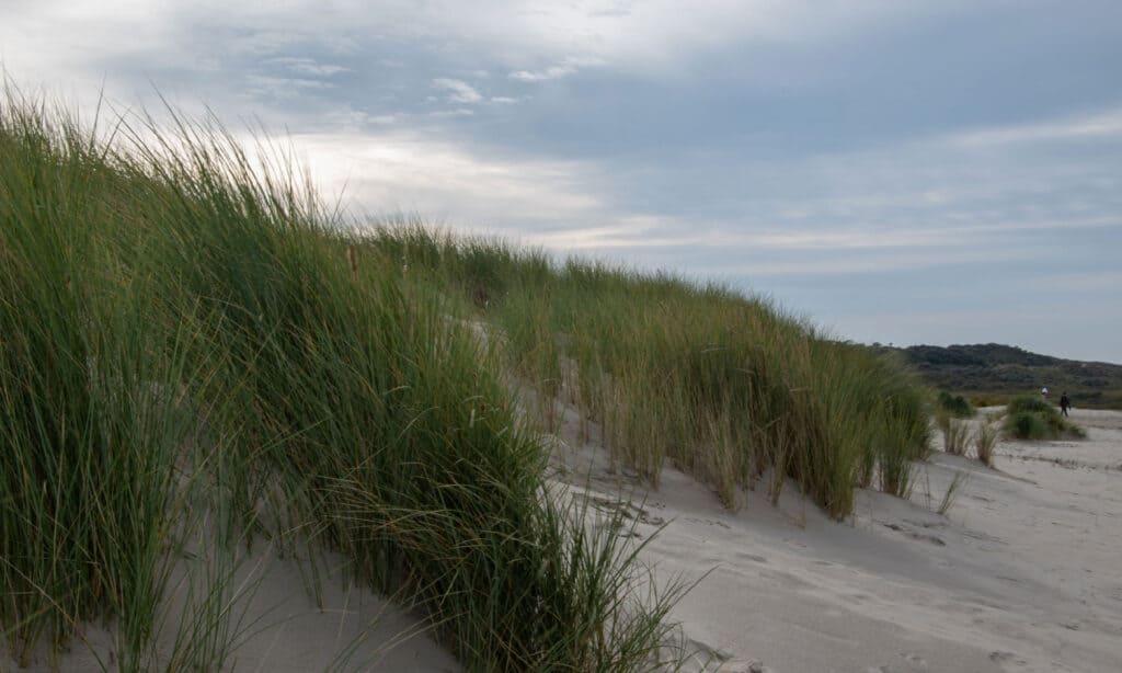 Beachgrass europea (Ammophila arenaria)