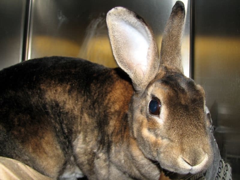 Un coniglio Rex