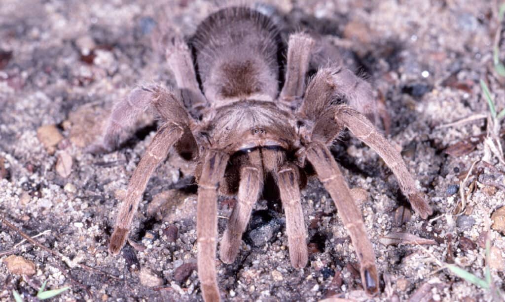 Ragno fischiante (Selenocosmia crassipes)