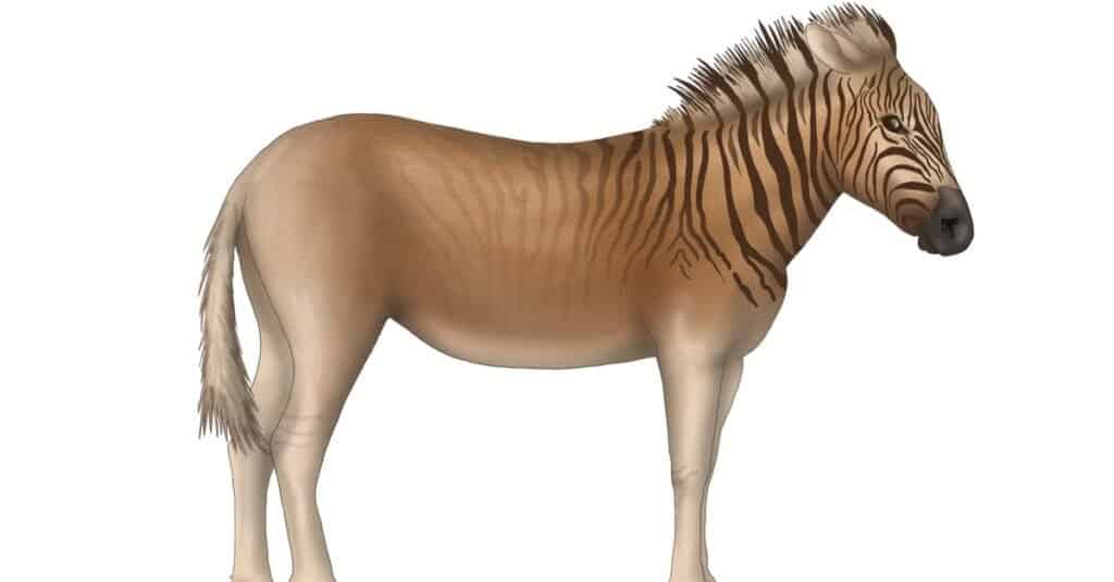 Uno schizzo dell'estinto Quagga.