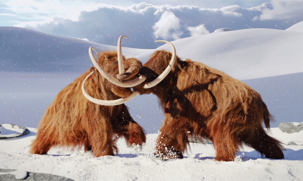 2 mammut lanosi che combattono in un paesaggio innevato
