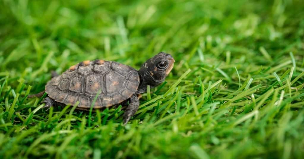 Tiny Box Turtle che striscia sull'erba.