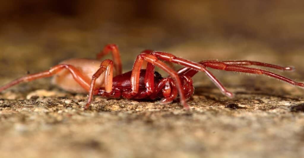 Ragno Woodlouse (Dysdera crocata) disteso.  Uno specialista cacciatore di pidocchi della famiglia Dysderidae.