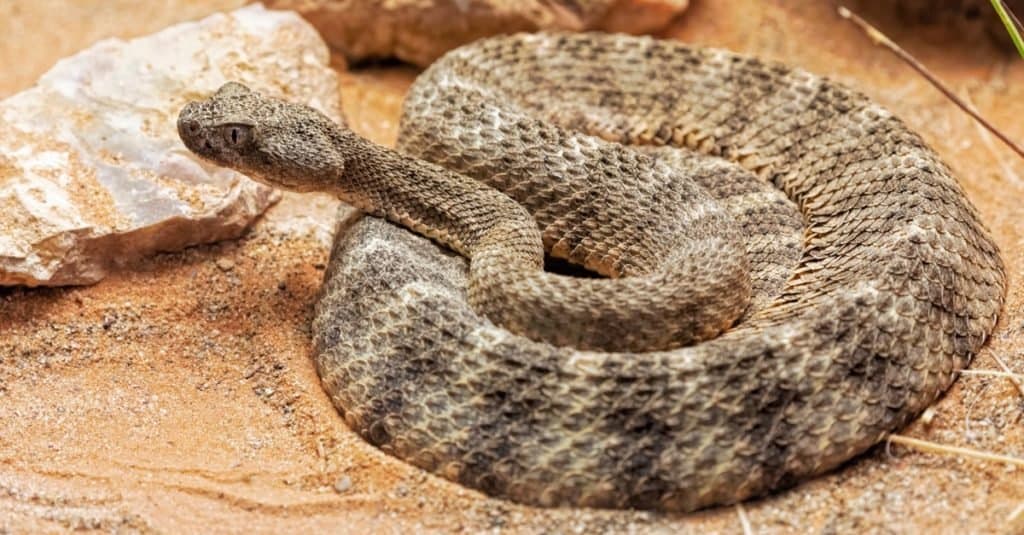 I serpenti più velenosi del mondo: il serpente a sonagli tigre