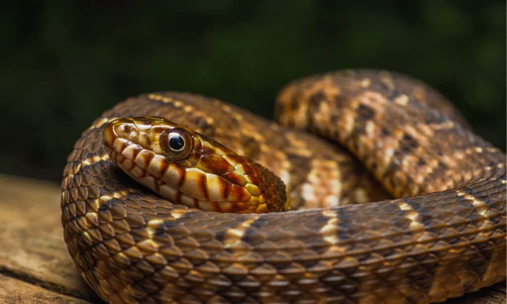 Serpente d'acqua dal ventre piatto - Serpente d'acqua dal ventre giallo