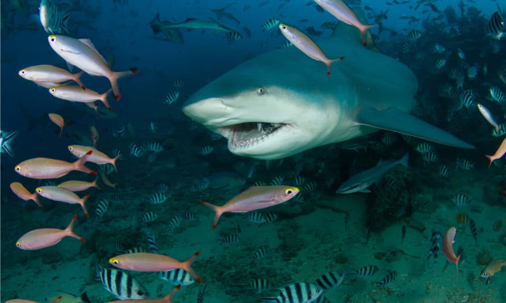 Squalo toro tra un branco di pesci alle Fiji.