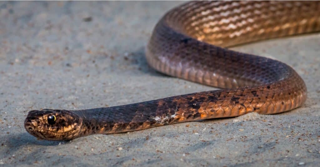 Un serpente Coachwhip orientale che prende il sole su una spiaggia
