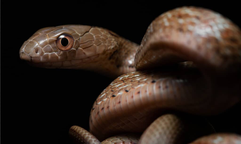 Re serpente di ratto o re serpente di ratto