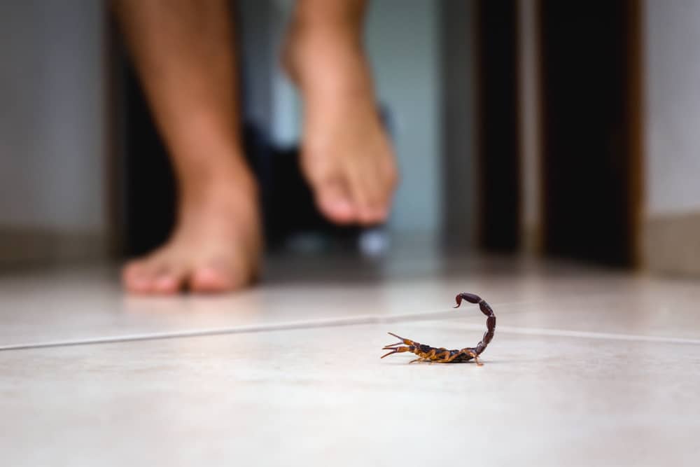 fatti incredibili dello scorpione