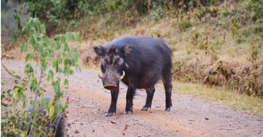 Un cinghiale, o Sus scrofa, è una specie di maiale originaria di gran parte dell'Eurasia e di parti del Nord Africa. 