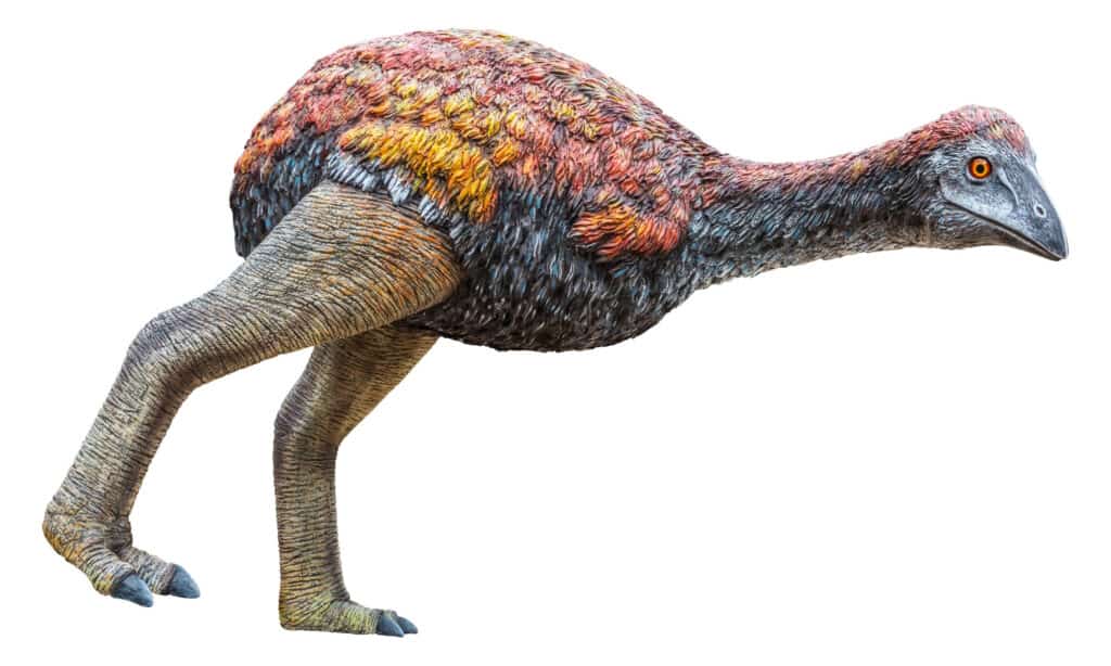 Titano Vorombe o uccello elefante