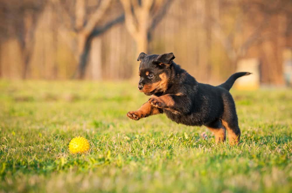Rottweiler (Canis familiaris) - cucciolo che insegue la palla