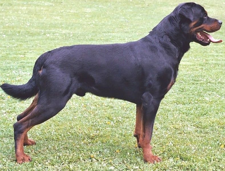Rottweiler sull'erba