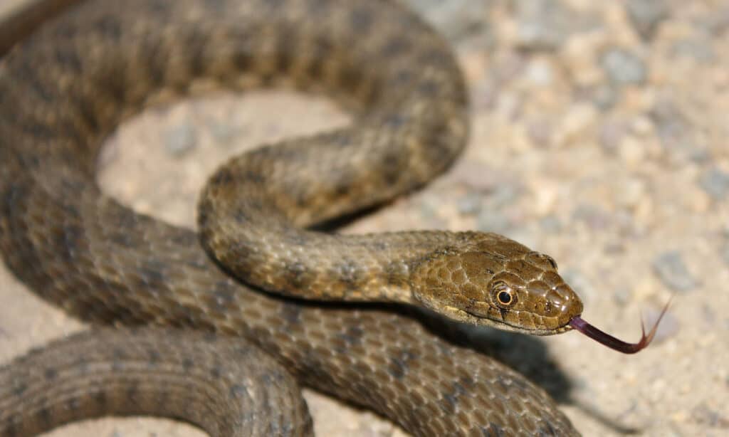 Serpente di dadi (Natrix tessellata)