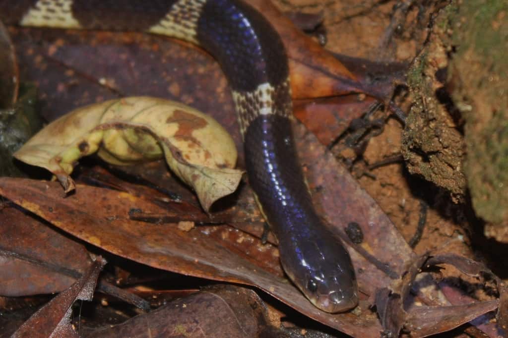 Krait a molte bande (Bungarus multicinctus)