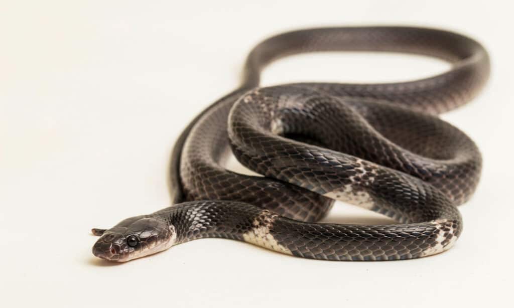 Serpenti di lupo fasciati bianchi