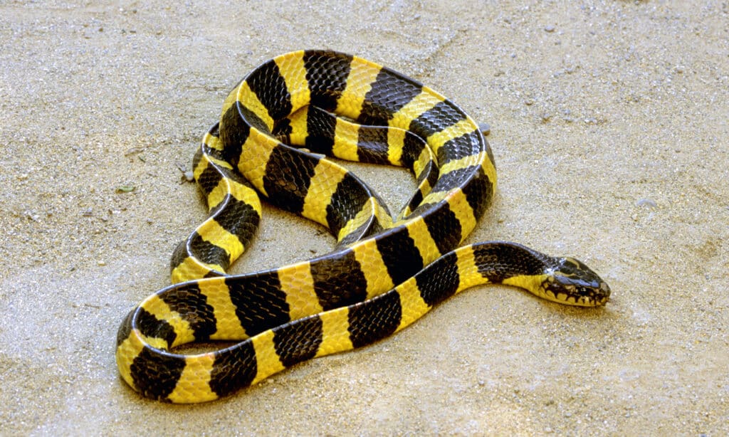 Krait fasciato