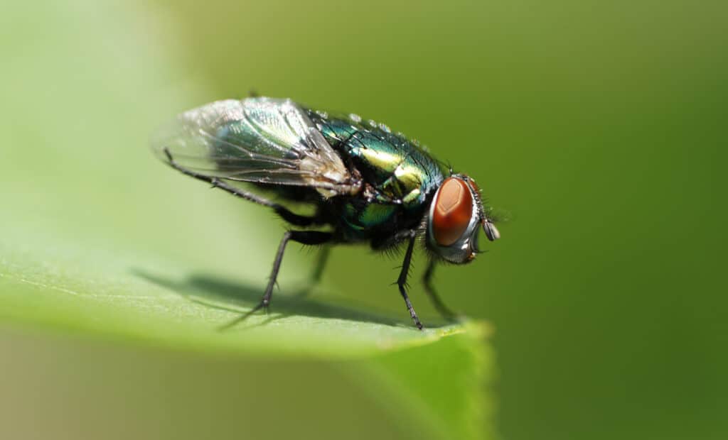 Mosca carnaria