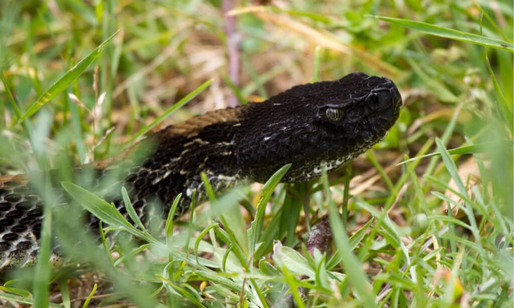 Serpente a sonagli di legno nero