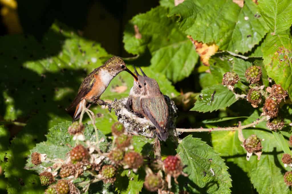 Rufous Hummingbird e nido