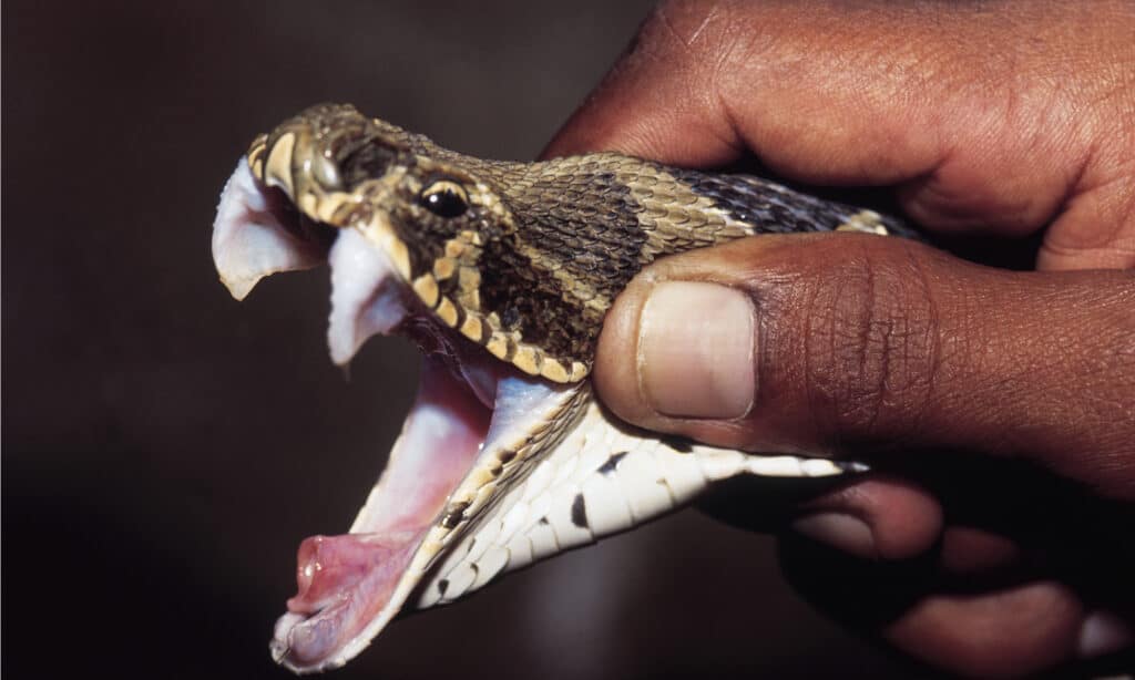 La maggior parte dei serpenti velenosi: la vipera di Russell