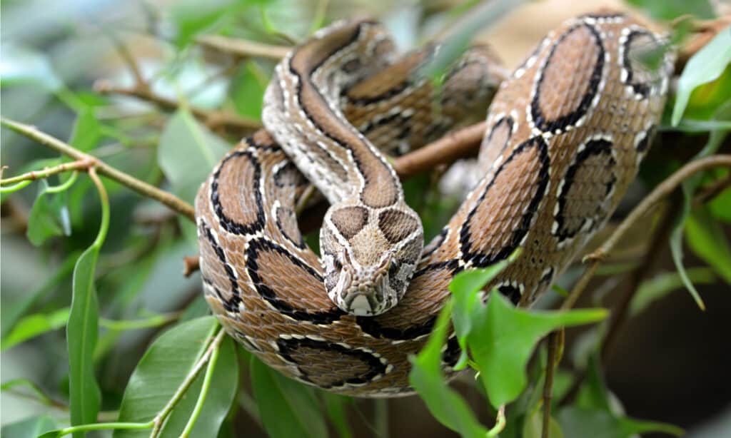 La vipera di Russel su un albero