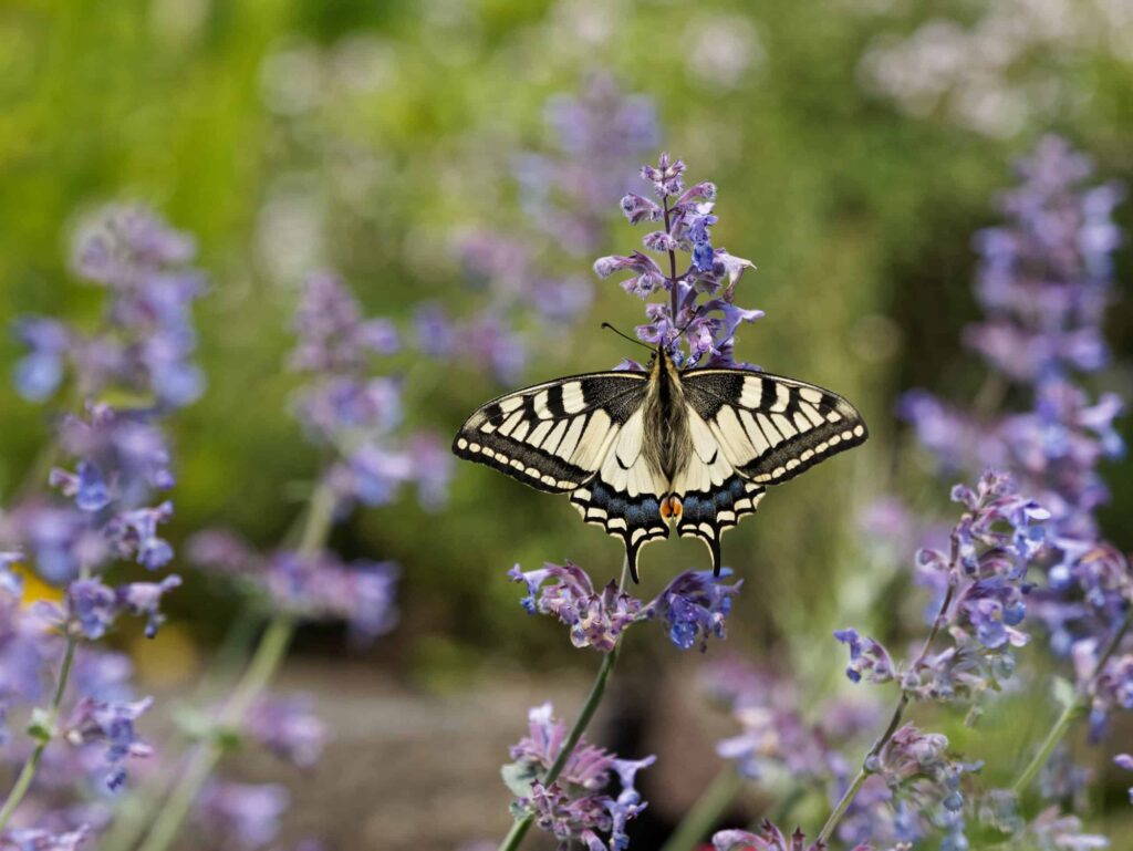 Nepitella contro lavanda