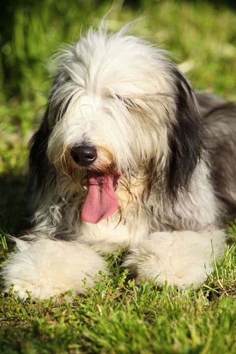 *San Berdoodle