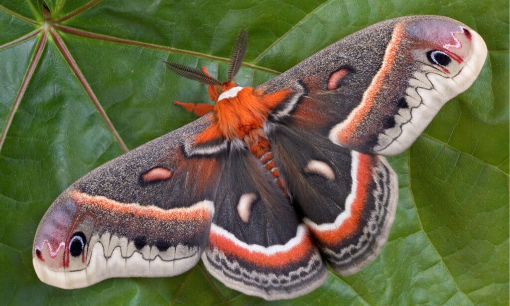 Una falena cecropia è seduta su un'enorme foglia d'acero.  La falena Cecropia è la falena più grande e pesante del Nord America.