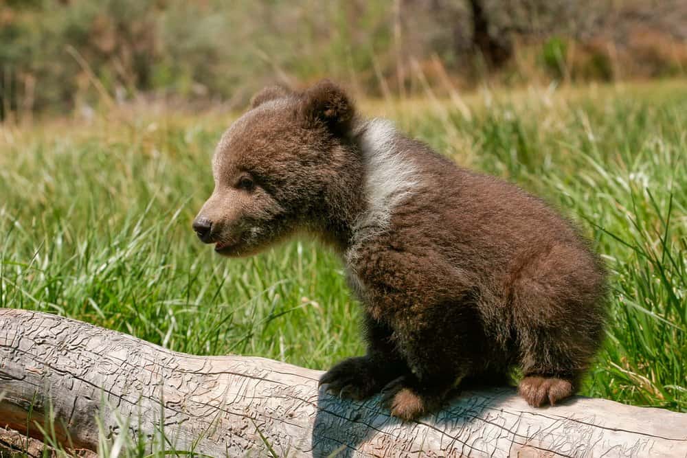 Orso grizzly (Ursus Beartos Horriblis) - cucciolo di orso grizzly